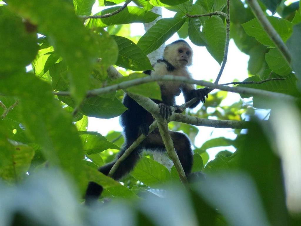 Pachamama Jungle River Lodge - Punta Uva Puerto Viejo de Talamanca 外观 照片