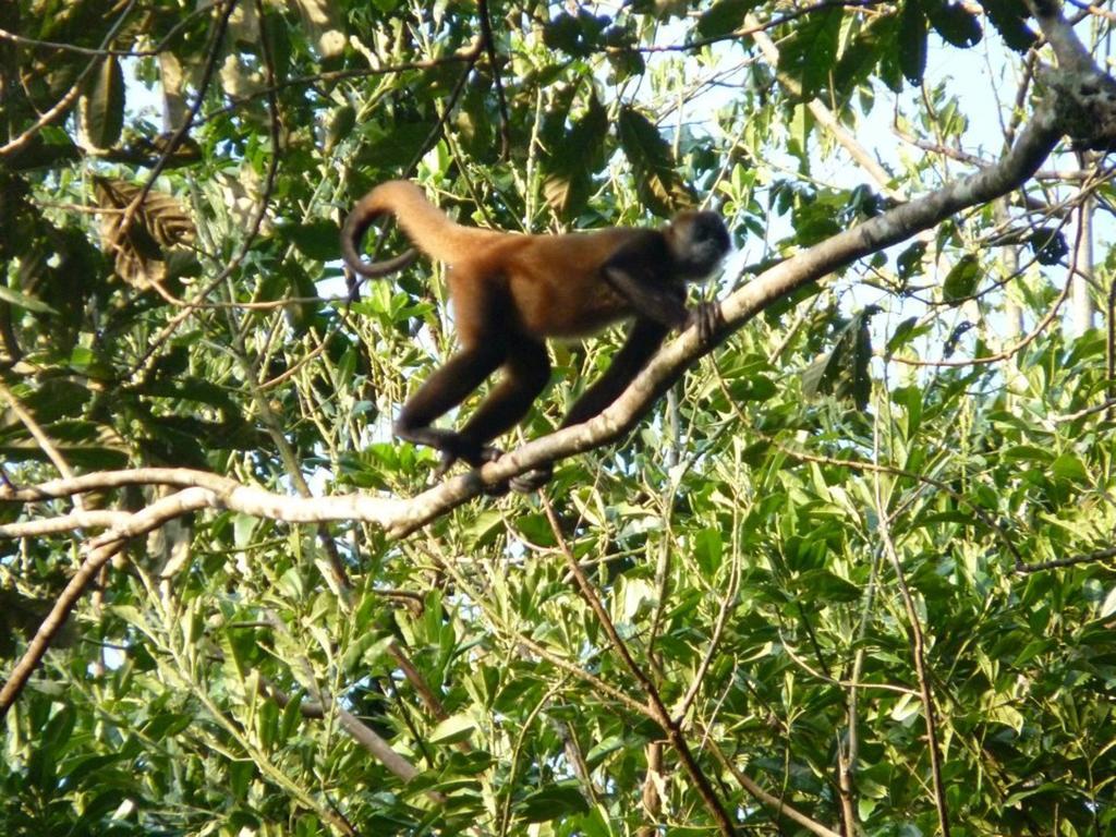 Pachamama Jungle River Lodge - Punta Uva Puerto Viejo de Talamanca 外观 照片